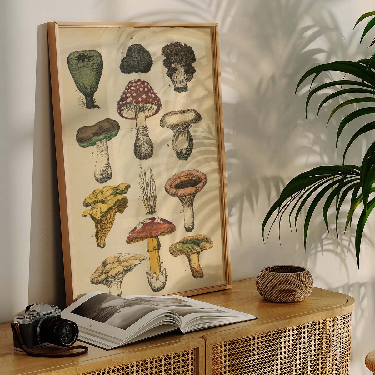 Mushroom Illustration Wall print