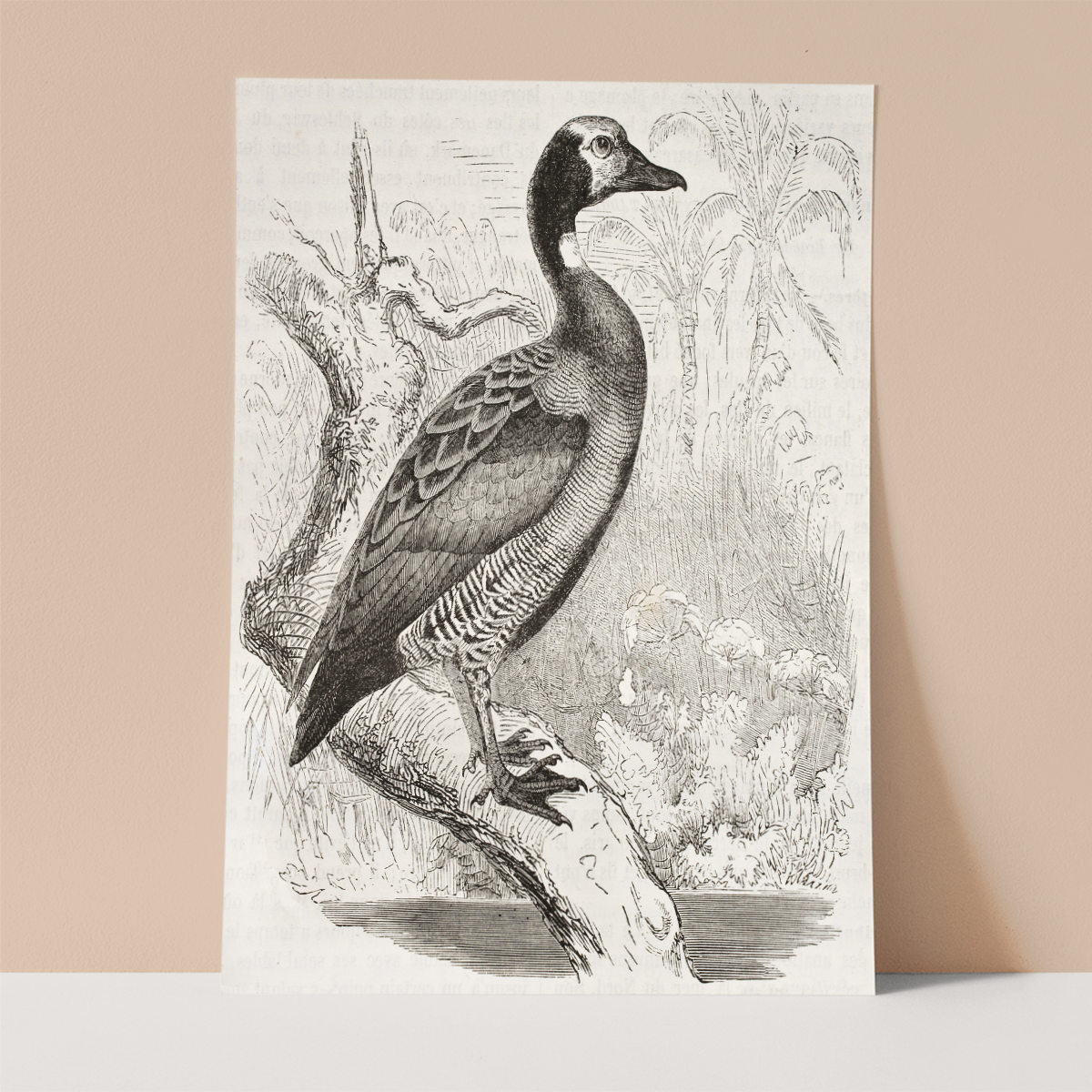 Whistling Duck Wall print