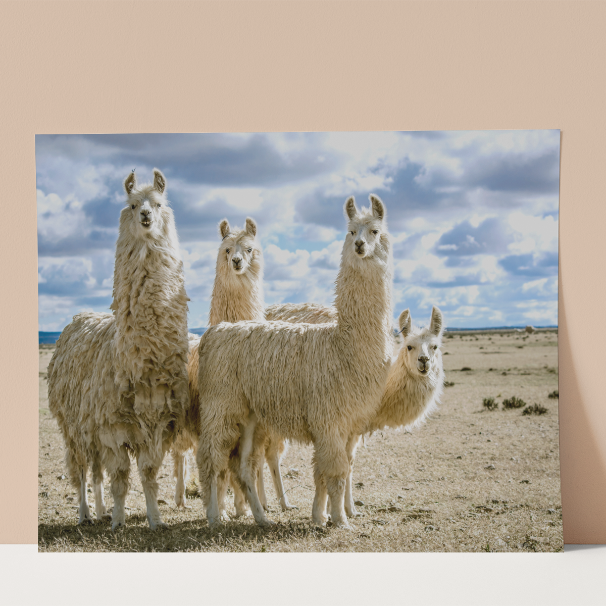 Group of Llamas Wall print