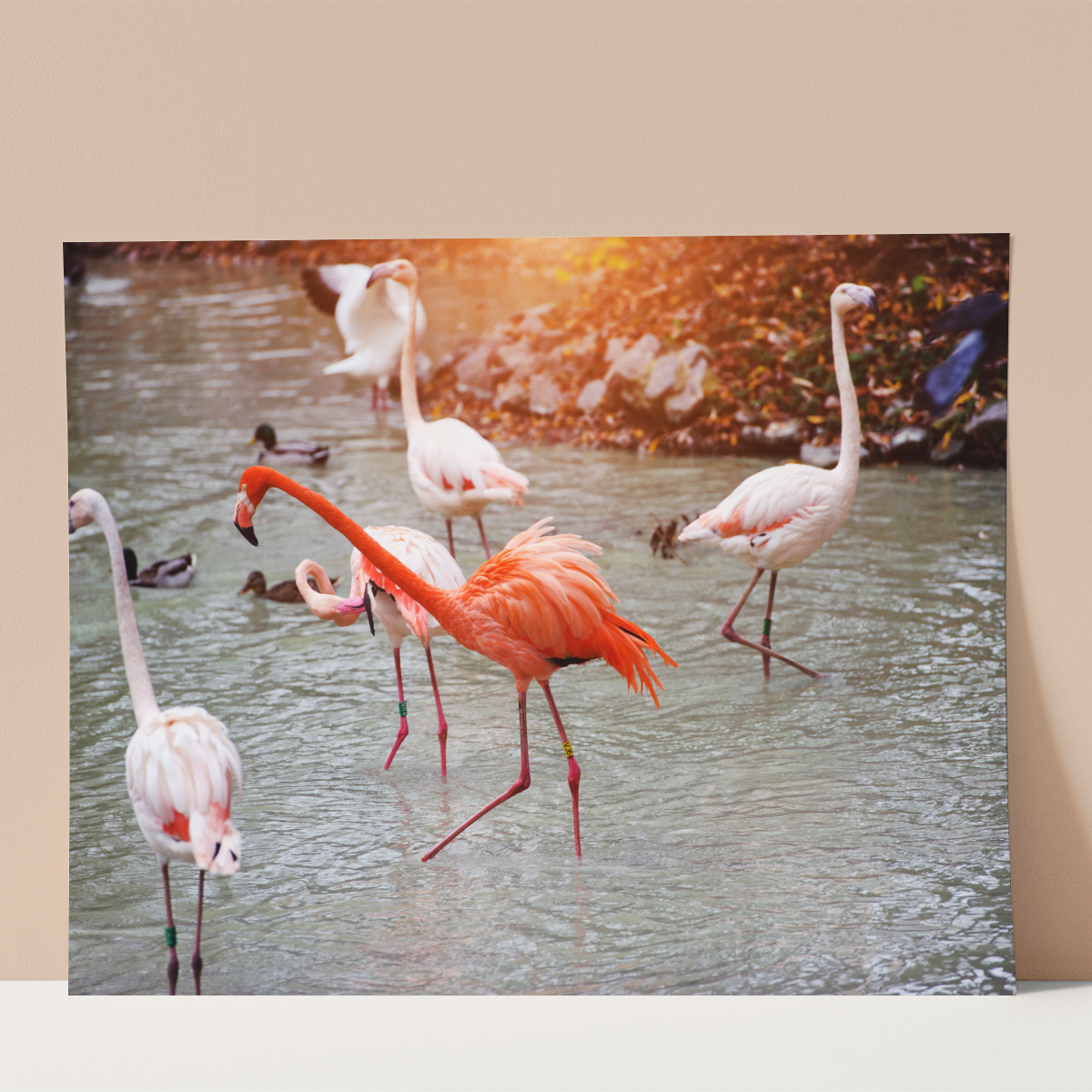 Flamingos in Lake Wall print