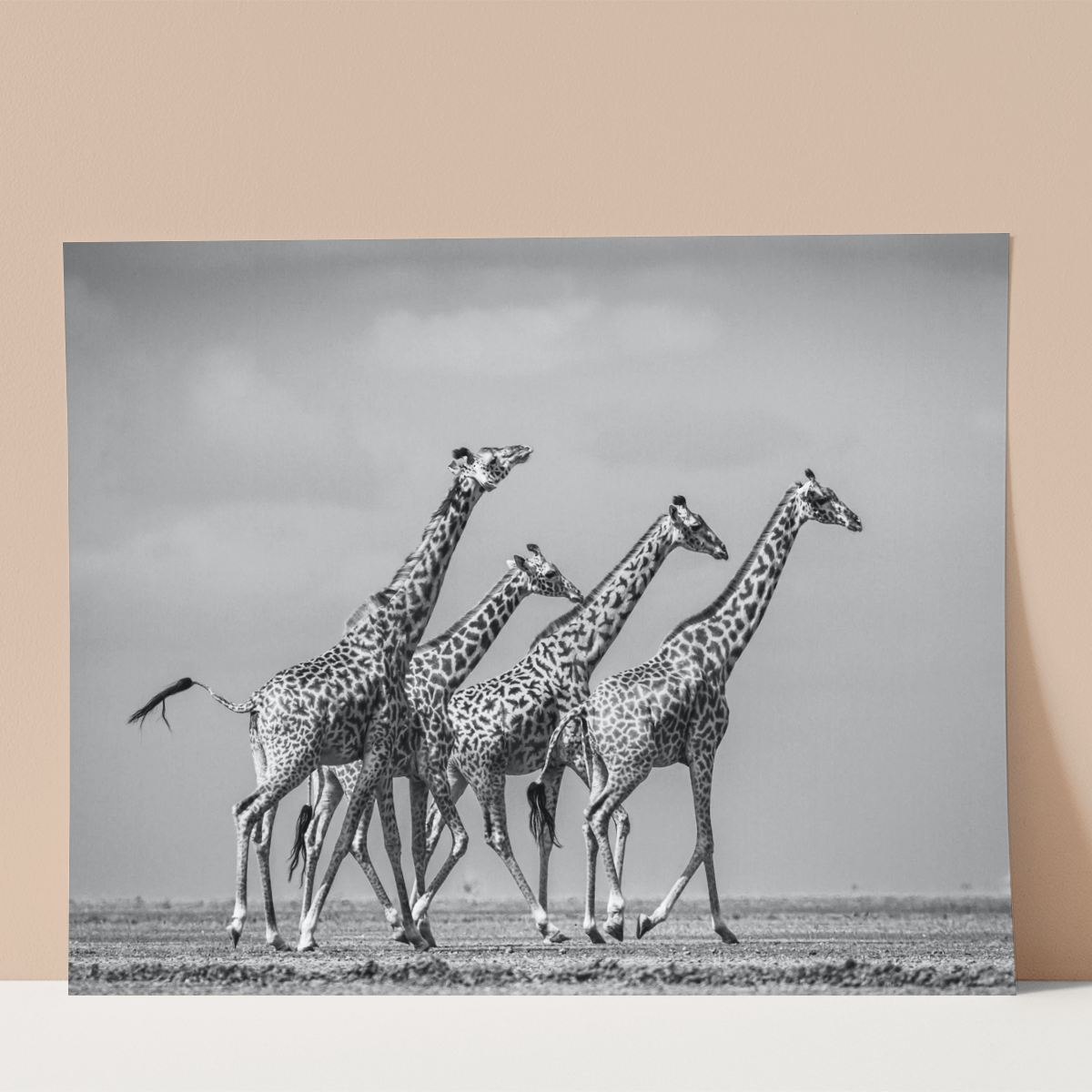 Giraffes on Gravel Wall print