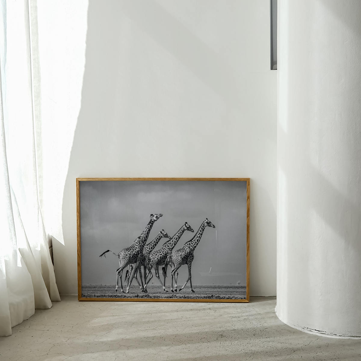 Giraffes on Gravel Wall print