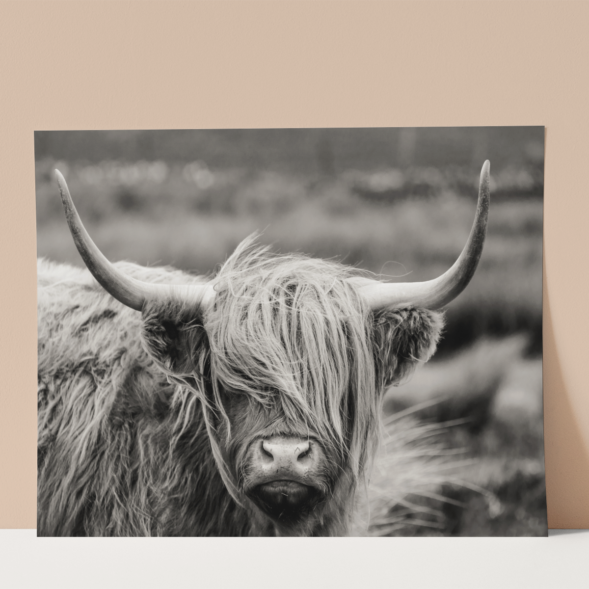 Scottish Highland Cattle Wall print