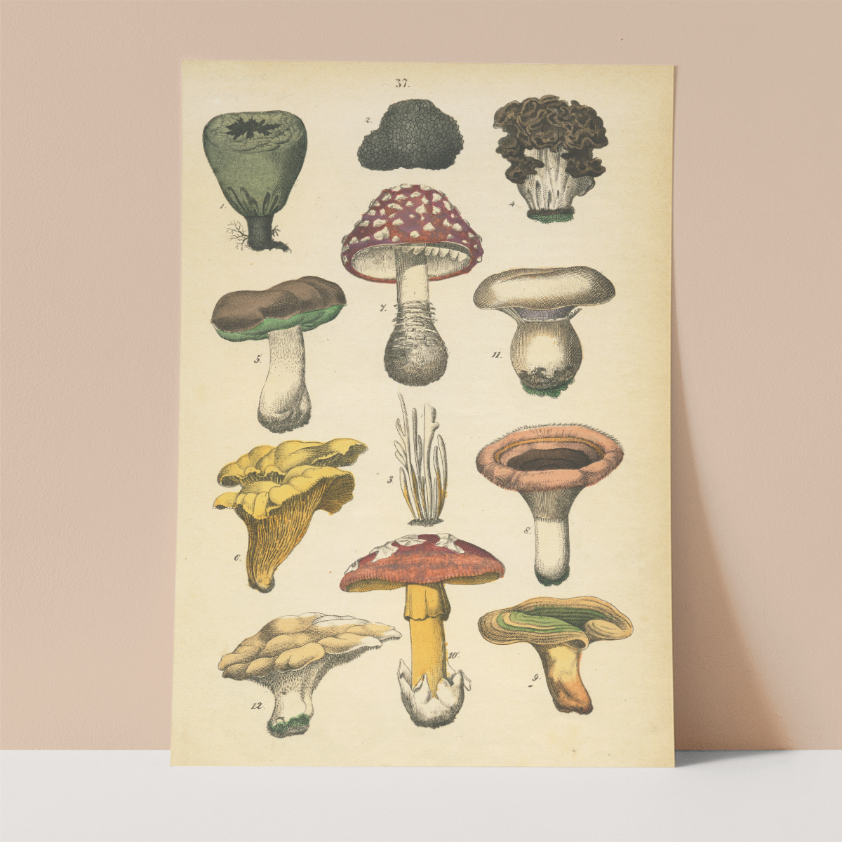Mushroom Illustration Wall print