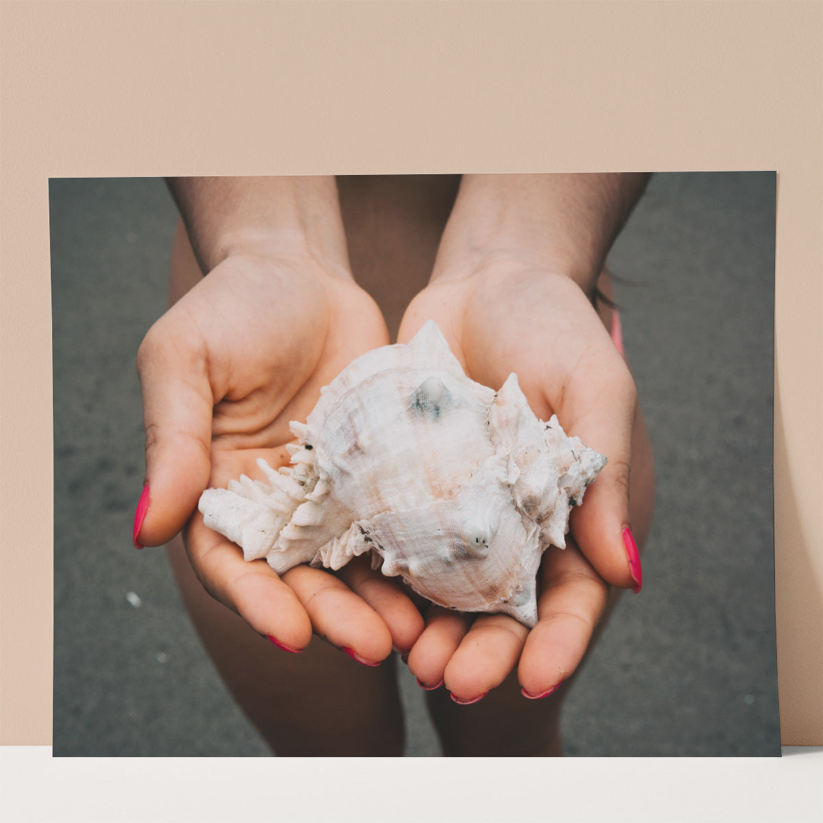 White Shell Wall print