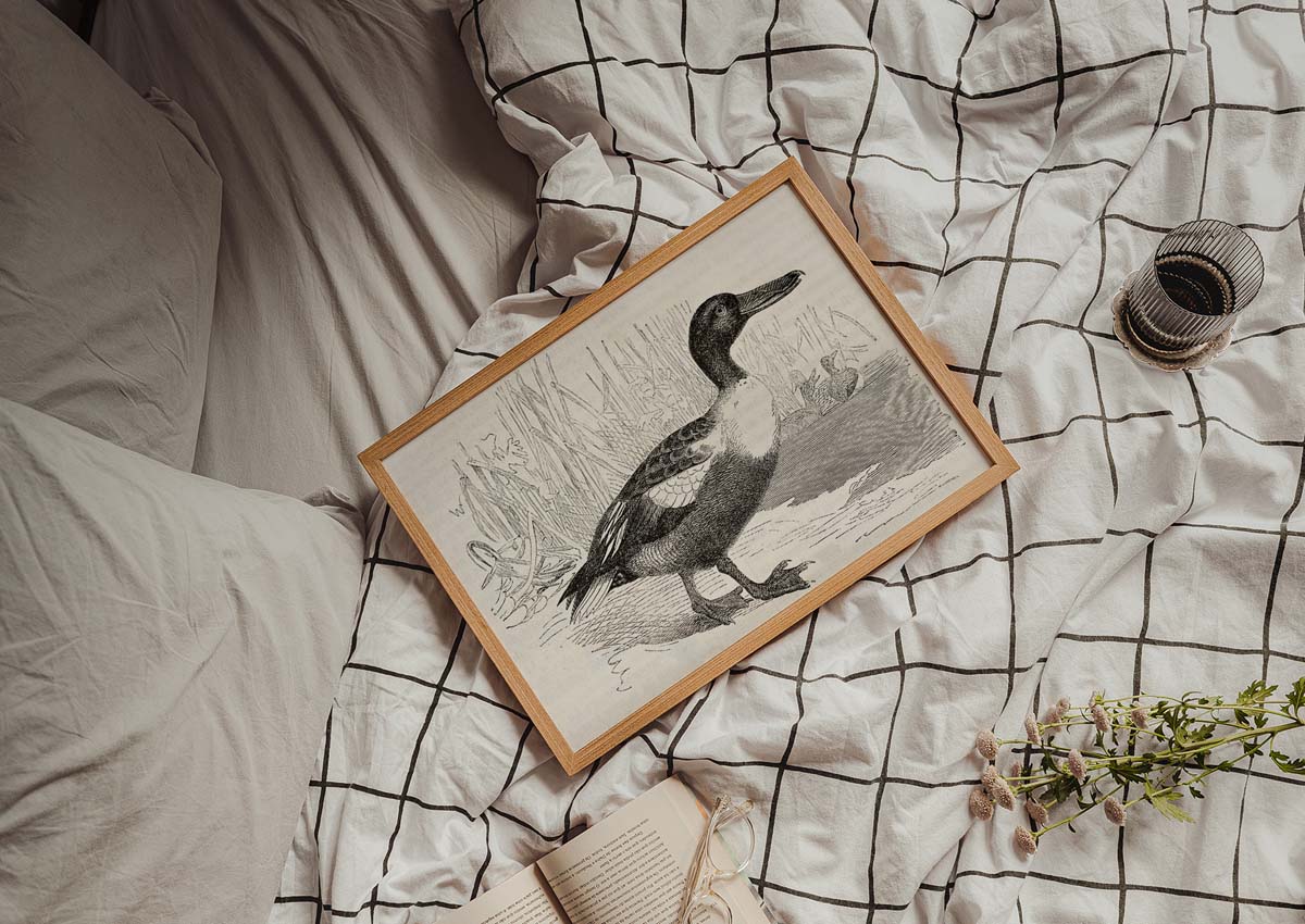 Northern Shoveler Wall print