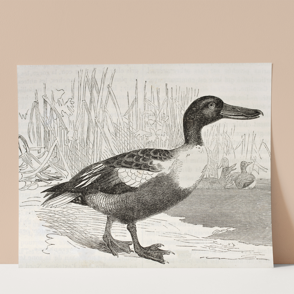 Northern Shoveler Wall print